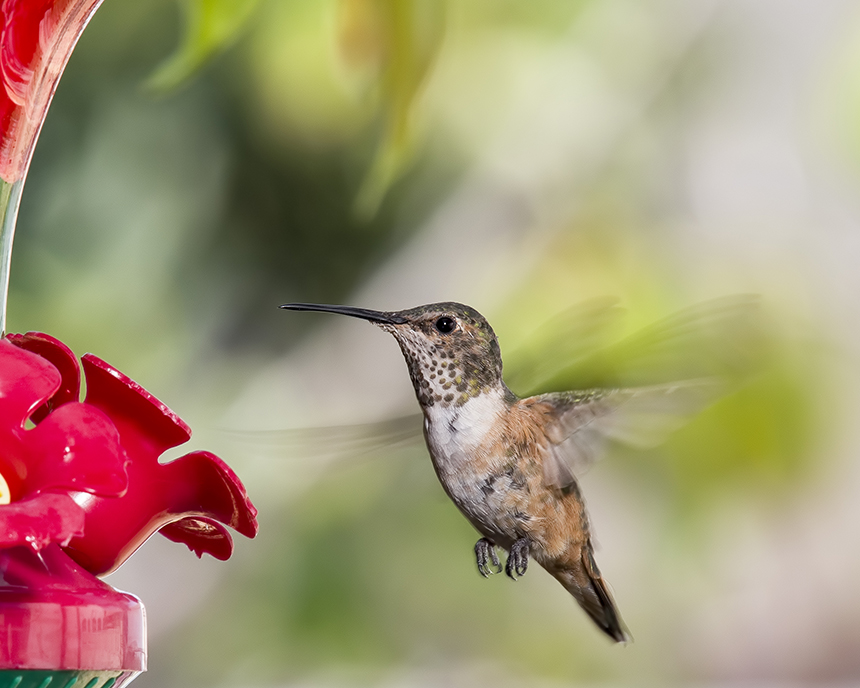 hummingbird.jpg